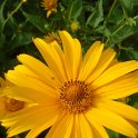 Heliopsis scabra 'Zinnioeflora' (2)